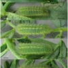 pol bellargus larva3 volg